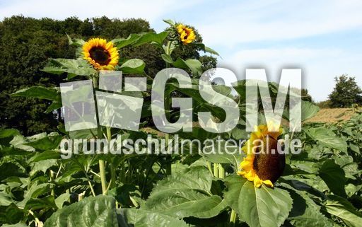 Sonnenblumen-102.jpg